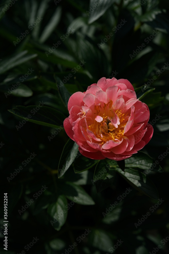 Light Orange Japanese Peony