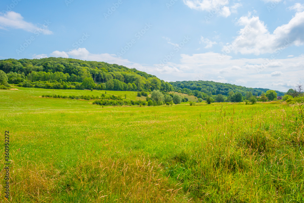 Grassy fields and trees with lush green foliage in green rolling hills below a blue sky in sunlight in summer Grassy fields and trees with lush green foliage in green rolling hills below a blue sky in sunlight in summer