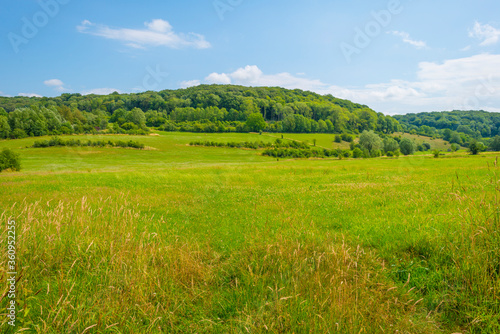 Grassy fields and trees with lush green foliage in green rolling hills below a blue sky in sunlight in summer