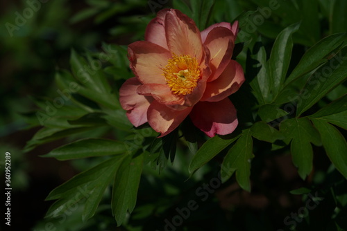 Light Orange Japanese Peony