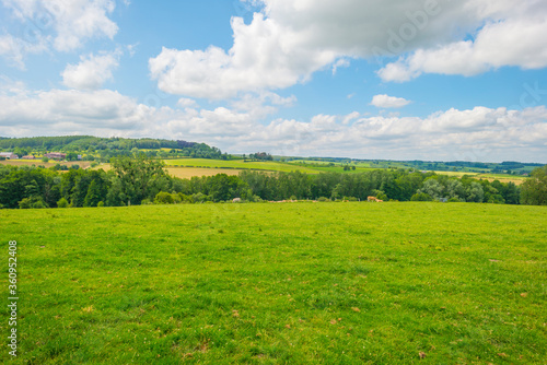 Grassy fields and trees with lush green foliage in green rolling hills below a blue sky in sunlight in summer