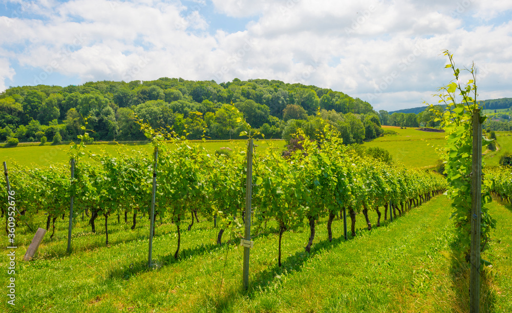 Vineyard on the slope of a green grassy hill in a valley below a blue sky in sunlight in summer