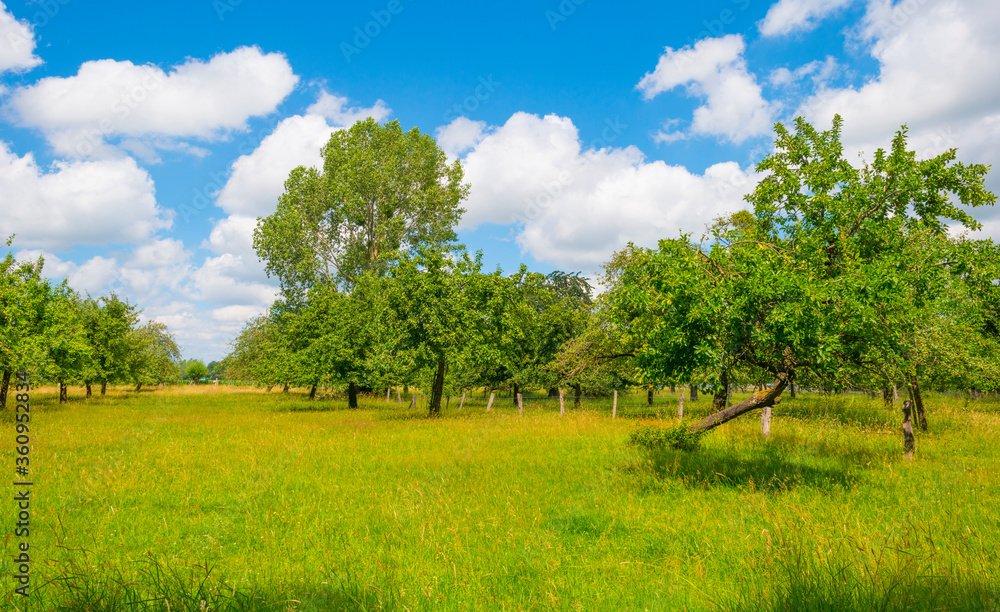 Apple trees in an orchard in a green meadow on the slope of a hill below a blue sky in sunlight in summer