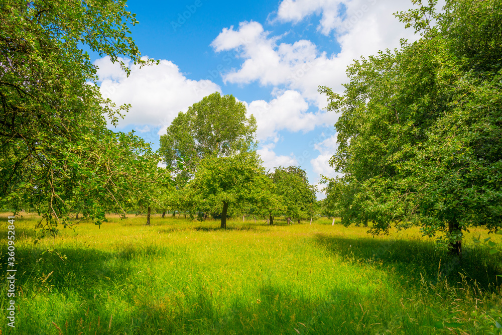 Obraz premium Apple trees in an orchard in a green meadow on the slope of a hill below a blue sky in sunlight in summer