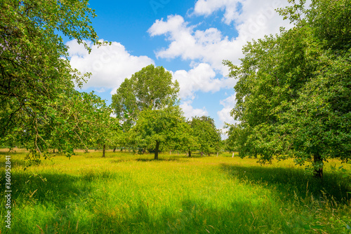 Fototapeta Naklejka Na Ścianę i Meble -  Apple trees in an orchard in a green meadow on the slope of a hill below a blue sky in sunlight in summer