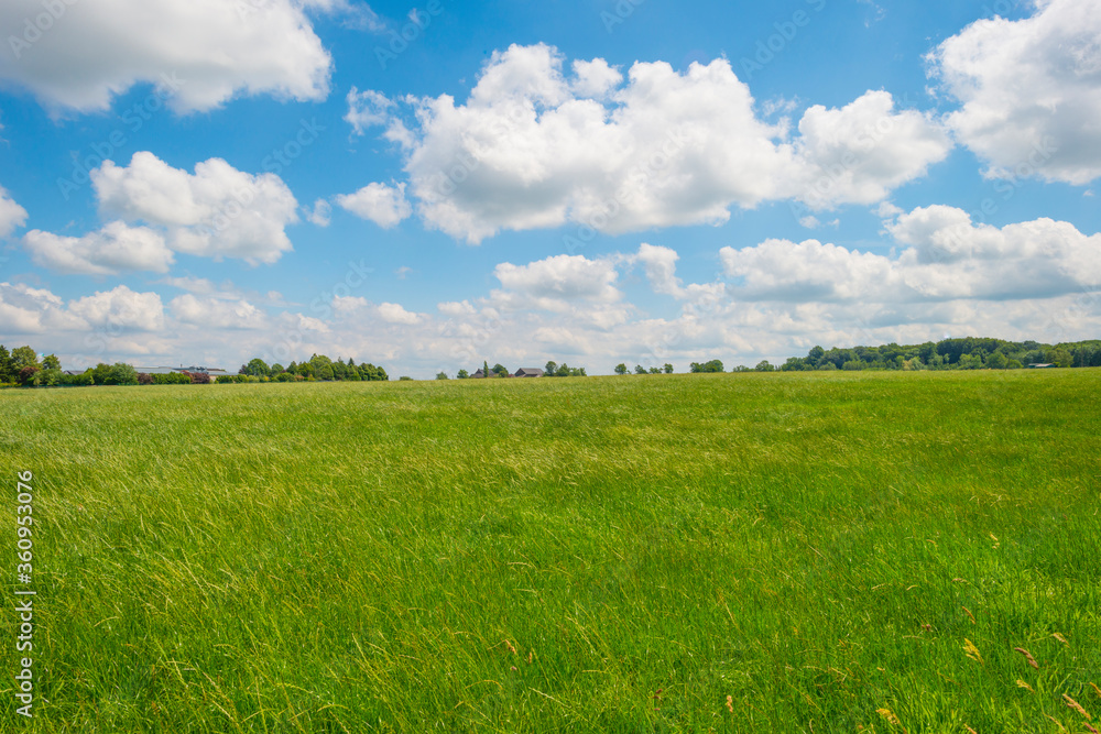 Grassy fields and trees with lush green foliage in green rolling hills below a blue sky in sunlight in summer Grassy fields and trees with lush green foliage in green rolling hills below a blue sky in sunlight in summer