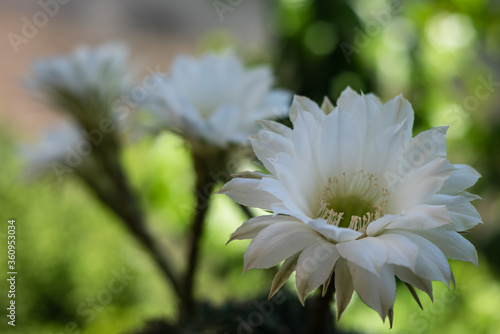 Fragrant white cactus flower. Close-up image of white cactus flower.