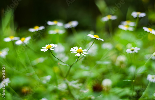 Close-up daisy flower.The most loved of wild flowers. Flowers announcing the ...