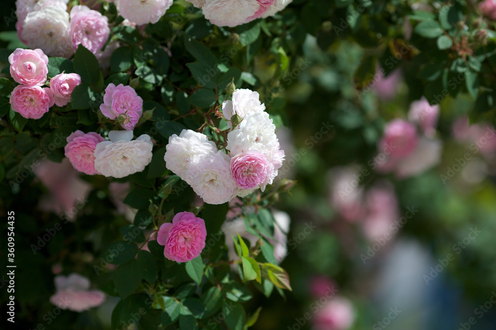 Bush with flowers roses white and pink colors. Background for your desktop Bush with flowers roses white and pink colors. Background for your desktop