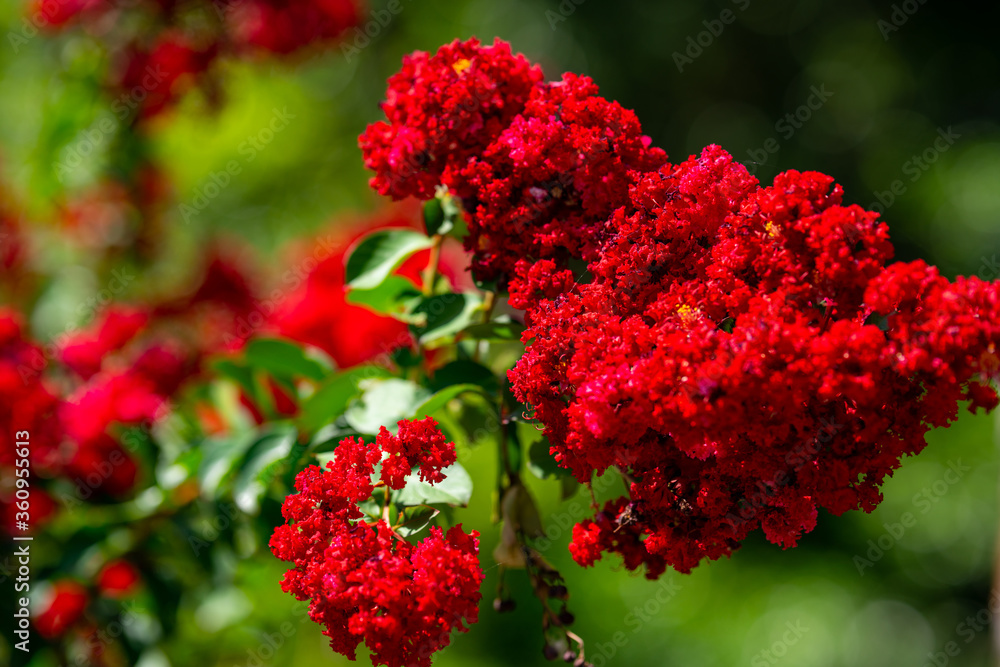 Beautiful vibrant red flowers in full bloom