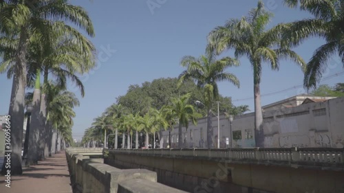 Palm trees on a historic avenue in the city of Ribeirao Preto, Sao Paulo