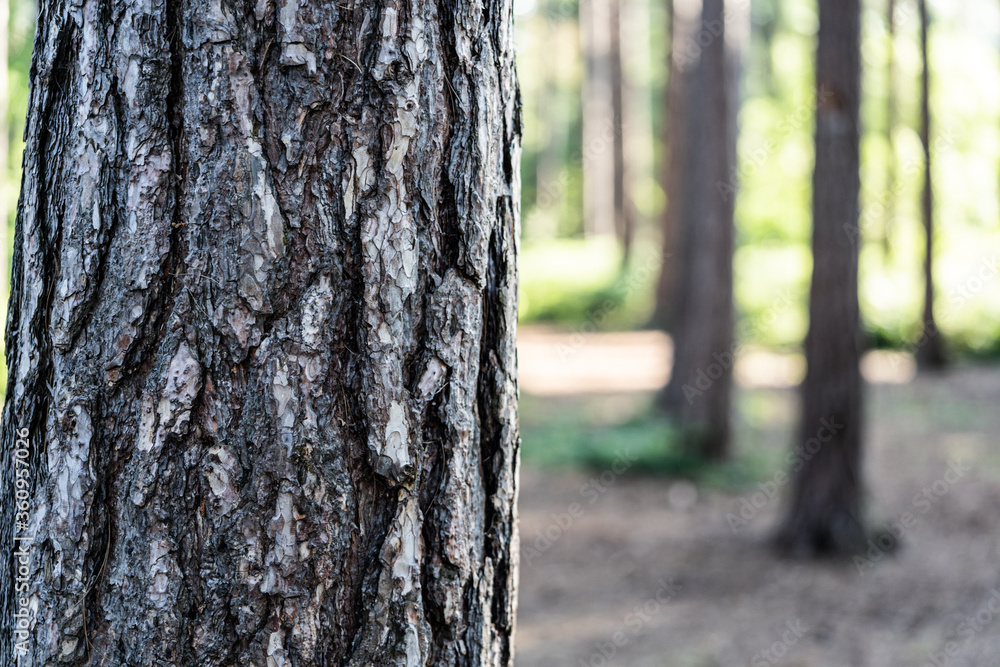 Close up texture detail of a tree with forest trees in the background. Hiking lifestyle picture Close up texture detail of a tree with forest trees in the background. Hiking lifestyle picture