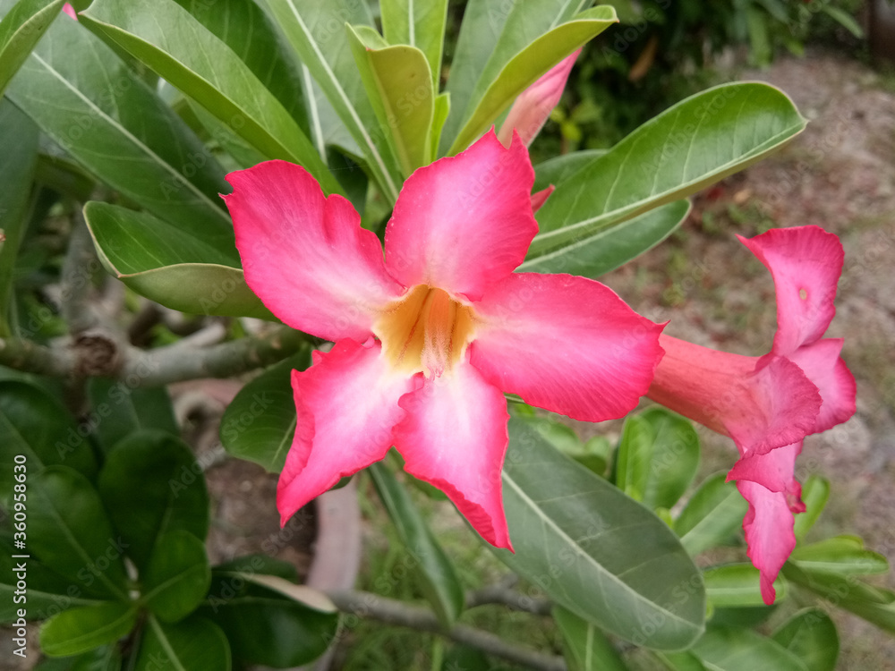 Adenium obesum flower in nature garden Adenium obesum flower in nature garden