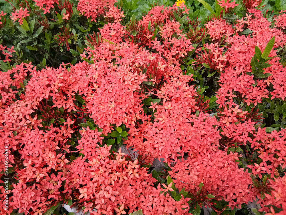 Red ixora flowers in the garden