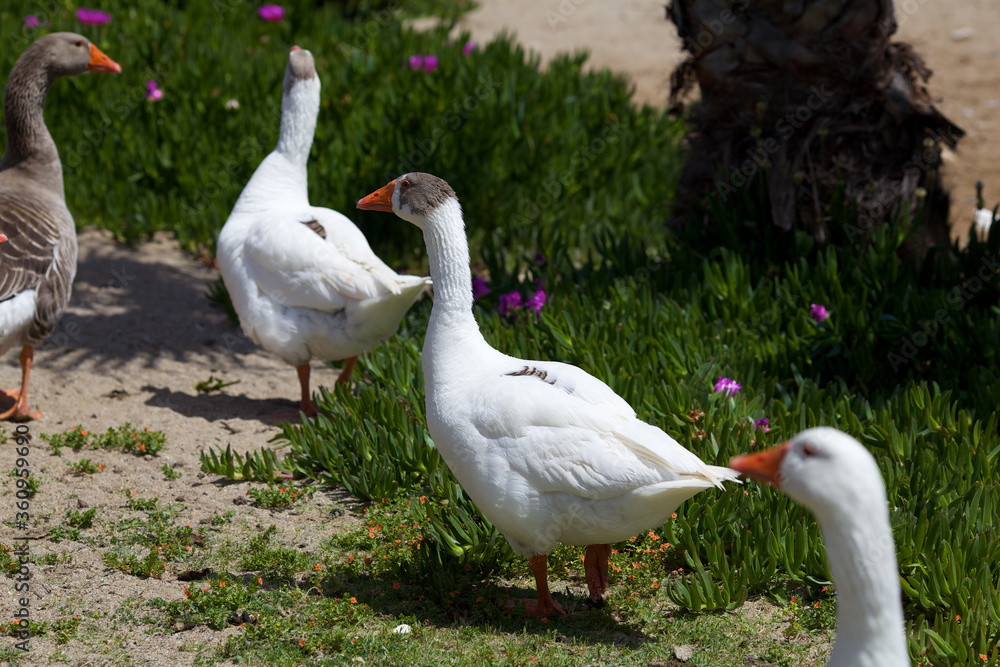 Brown and white geese walking along the shore Brown and white geese walking along the shore