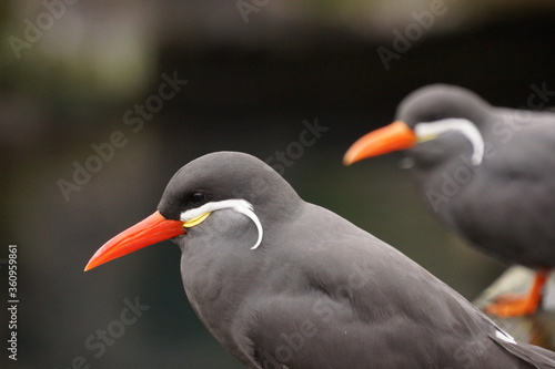 oystercatcher in Torquay England