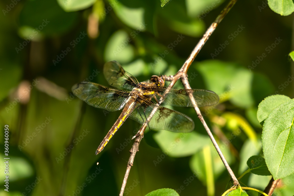 A dragonfly is an insect, predator characterized by large, multifaceted eyes. A dragonfly is an insect, predator characterized by large, multifaceted eyes.