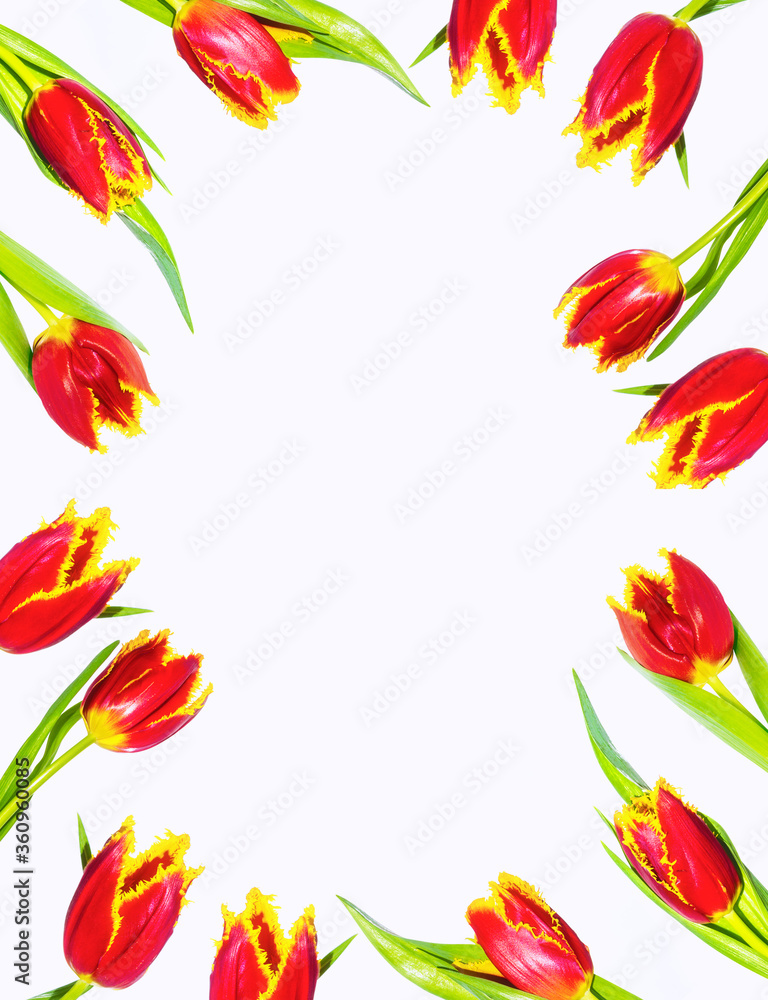 spring colorful flowers tulips. nature spring colorful flowers tulips. nature