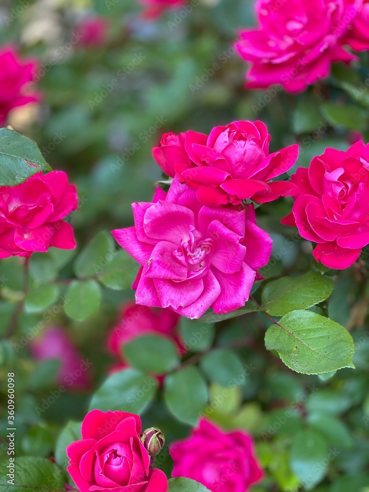 Pink rose in full bloom