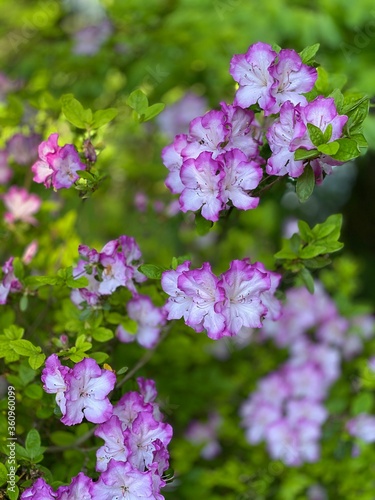 Wallpaper Mural purple flowers in the garden Torontodigital.ca