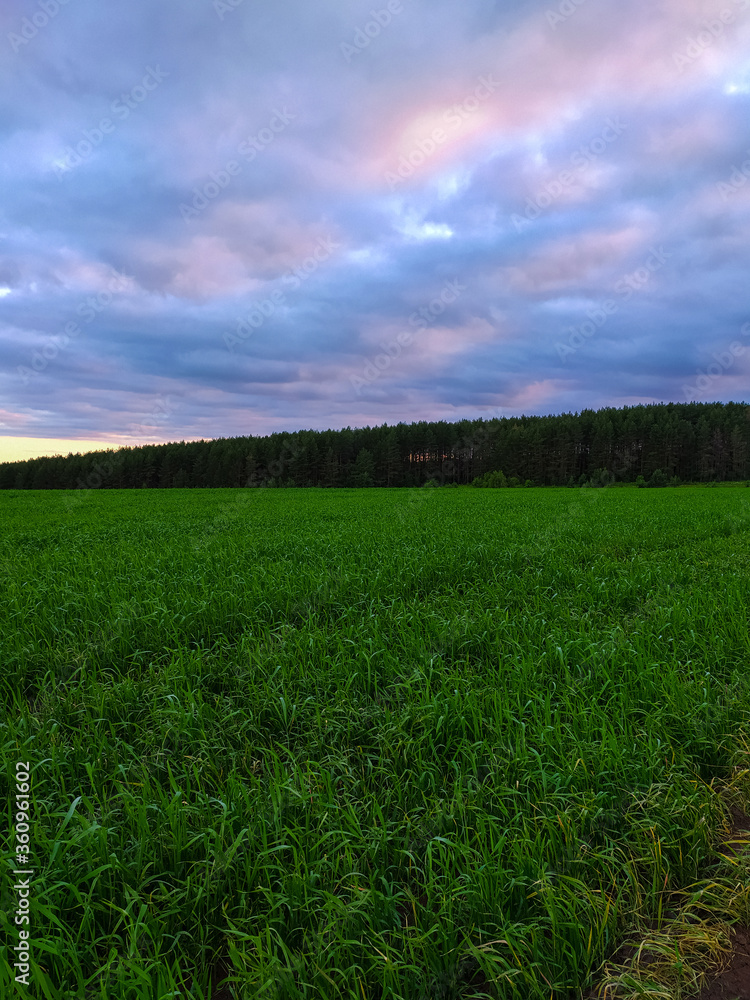 green field and blue sky green field and blue sky