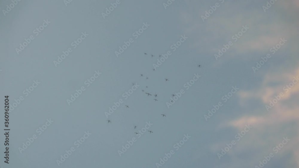 Swarm of mosquitoes flies in the air Swarm of mosquitoes flies in the air