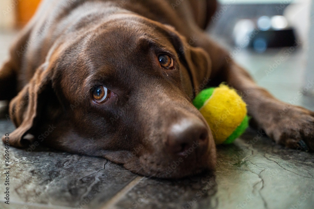Chocolate labrador is looking sad with her tennis ball on the ground Chocolate labrador is looking sad with her tennis ball on the ground