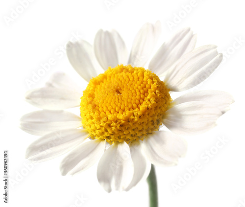 Fresh chamomile flower on white background