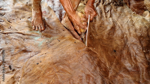Slika na platnu the process of cutting raw skin before it is processed for the production of tan