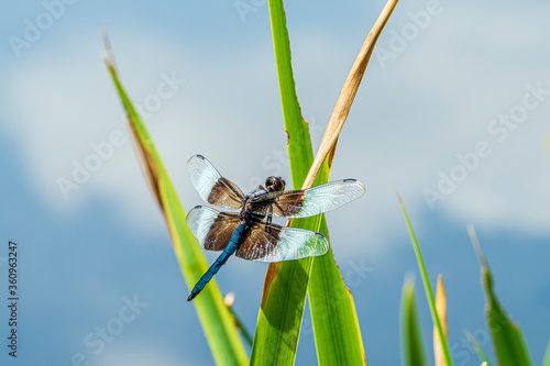 Widow Skimmer Dragonfly Libellula luctuosa on Reeds  photo