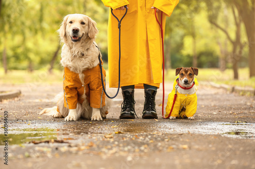 Photography Funny dogs and owner in raincoats walking outdoors