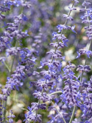 Closeup shot of a Russian sage flower on a field photo