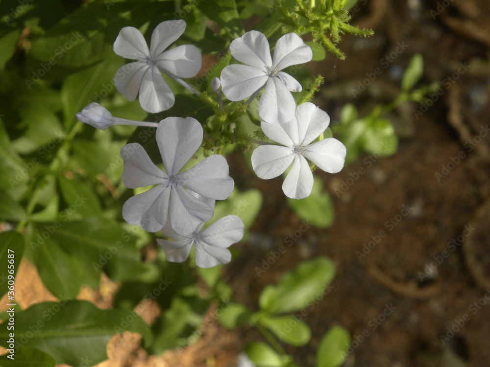 White color flowers of Vinca plant White color flowers of Vinca plant