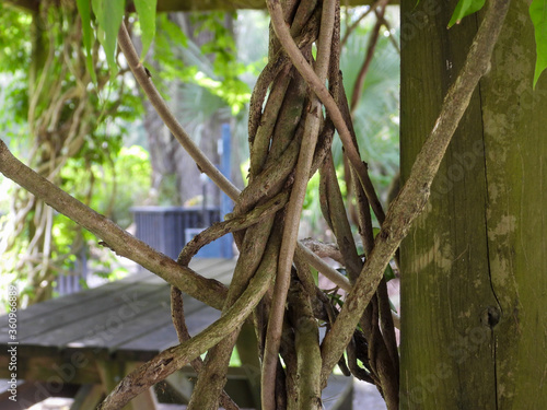 Twisted Vines with Picnic Table Background