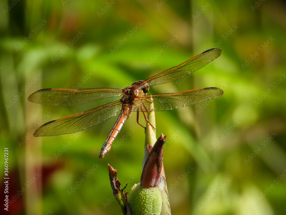 Needham's Skimmer Dragonfly on Budding Cattail Needham's Skimmer Dragonfly on Budding Cattail