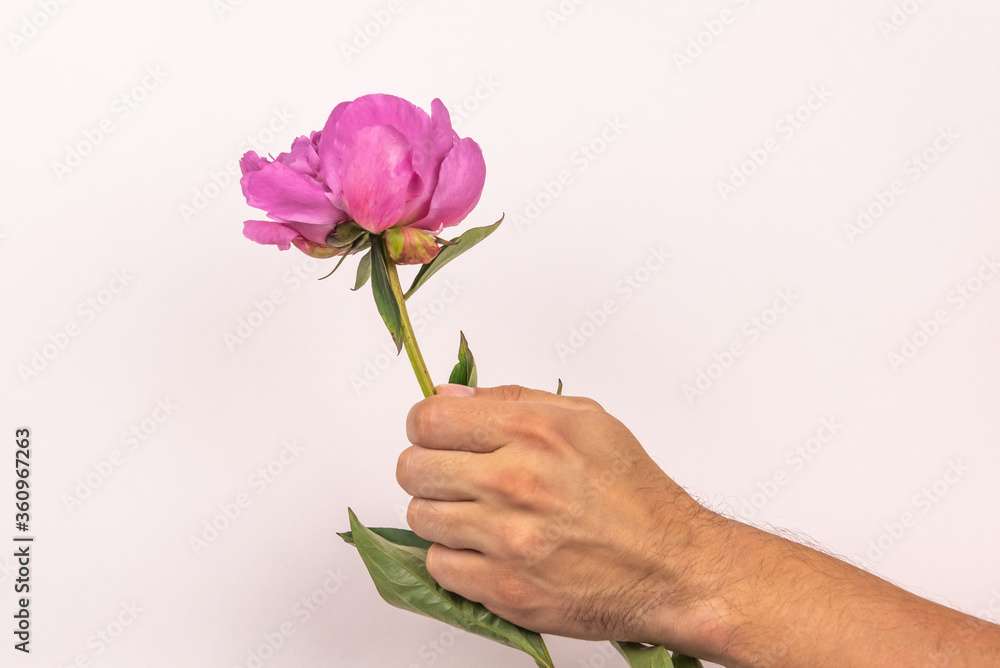 One Pink peony on white background with male hand