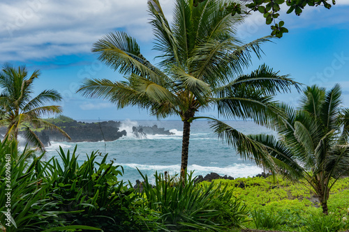 Road to Hana, Palm trees, Maui, Hawaii