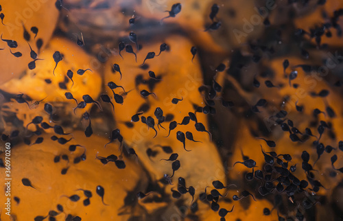 Close-up photos of the tadpoles in the swamp.