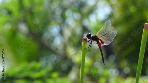 Dragonfly in the garden. macro video. Dragonfly garden in Bali, Indonezia. photo