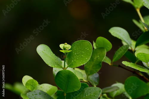  Green leaves with dew drops Beautiful and natural in the forest, looking and refreshing