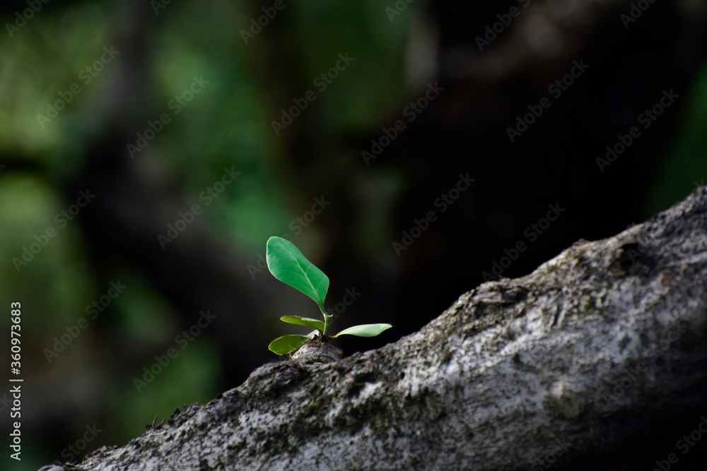 Green leaves with dew drops
Beautiful and natural in the forest, looking and refreshing
Green leaves with dew drops
Beautiful and natural in the forest, looking and refreshing