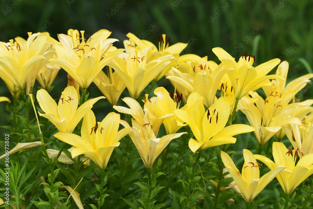 Thunberg lily / Liliaceae perennial buibous plant
Thunberg lily / Liliaceae perennial buibous plant