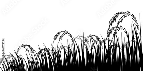 米　稲　農業　背景