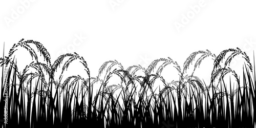 米　稲　農業　背景