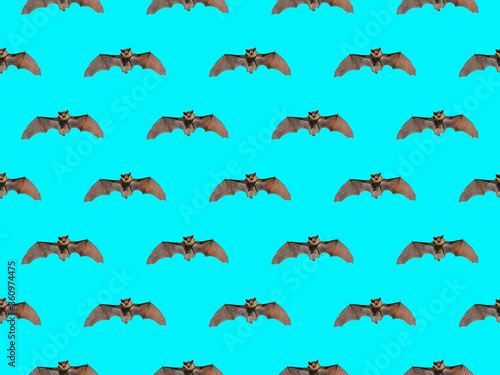 Small bat, seamless pattern. © Valeriy Kirsanov