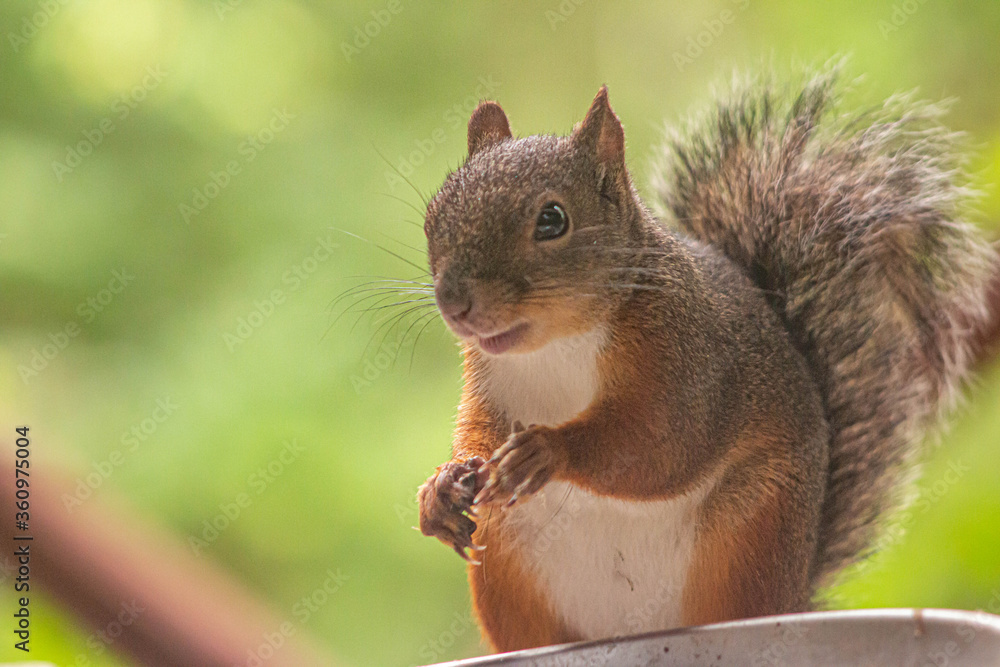 Fototapeta premium squirrel eating nut