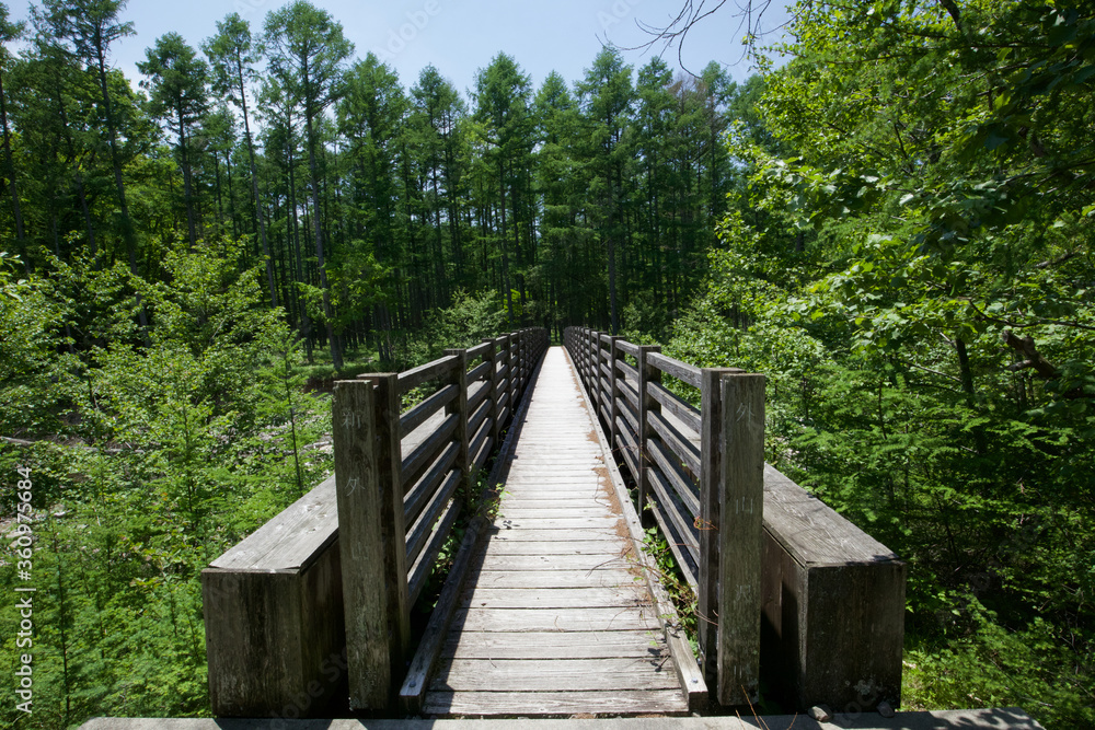 森への橋