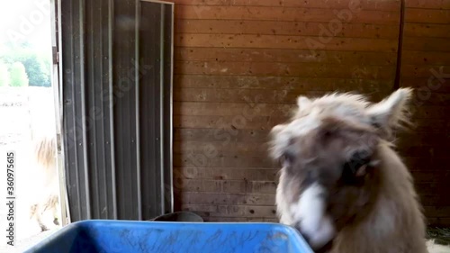 Llamas being fed and enjoying air conditioning at a farm in upstate New York. photo