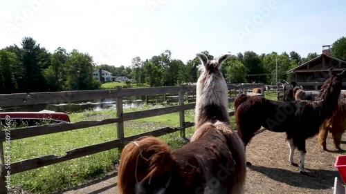 A llama kisses the camera at a farm in upstate New York. photo