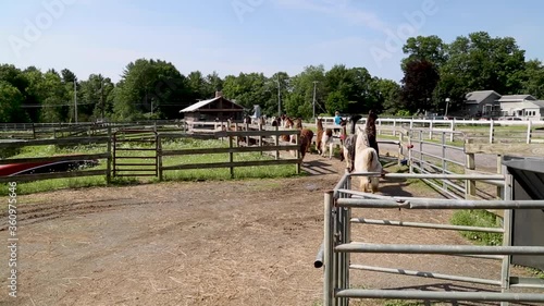 An herd of llamas running at a farm in upstate New York. photo